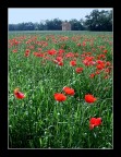 campo di papaveri