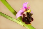 Orchidea