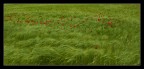 vento di primavera vento di primavera