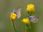 primavera primavera