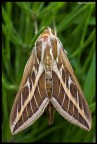 Falena Falena