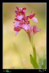Orchis papilionacea Orchis papilionacea