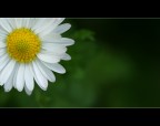 Daisy Daisy