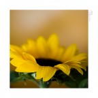girasole girasole