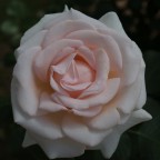 Una rosa del roseto di Roma