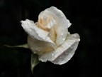 Rosa bianca, luminosa e fresca Rosa bianca, luminosa e fresca