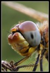 Sympetrum fonscolombi Sympetrum fonscolombi