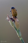 Clytra quadripunctata Clytra quadripunctata