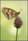 Farfalla Farfalla