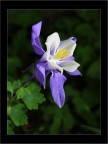 Fiore Fiore
