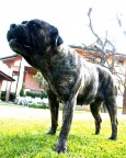 Il mostro Il mostro