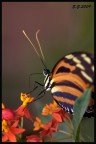delicata delicata