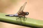 ...Ancora Lei...Libellula...!!! ...Ancora Lei...Libellula...!!!