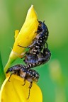 Il terzo incomodo Il terzo incomodo
