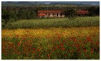 campo papaveri campo papaveri