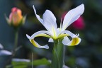 iris iris
