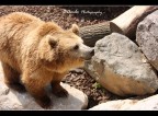 Nella tana dell'Orso... Nella tana dell'Orso...