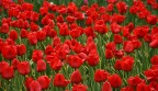 tulipani tulipani