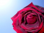 "la rose
Qui ce matin avait d�close
Sa robe de pourpre au soleil"