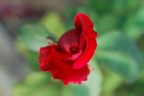 Rosa Rossa Rosa Rossa