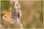 COENONYMPHA PAMPHILUS

Canon 40D + Sigma 70mm. macro
Iso 100 - 1/200sec. - F6,3 - Mano libera.