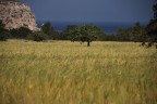 L'oro d'Ibiza L'oro d'Ibiza