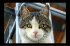 Miao 2 Miao 2