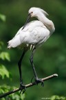 Spatola Spatola