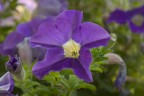 Fiore Fiore