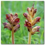 Orobanche.