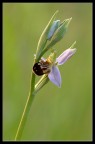 Ophrys Apifera