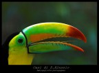 tucano tucano
