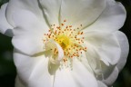 Fiore-01 Fiore-01