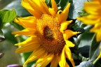 Girasole Girasole