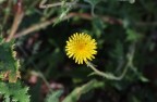 Piccolo giallo Piccolo giallo