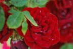 Piccola rosa Piccola rosa