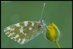 Pontia Edusa Pontia Edusa