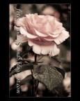 rosa malinconica rosa malinconica