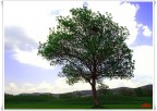 Just a tree Just a tree
