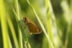 brown butterfly brown butterfly