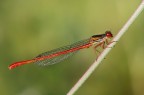 la damigella rossa la damigella rossa
