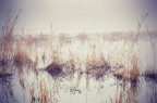 Delta's foggy day Delta's foggy day