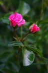 rosa rosa