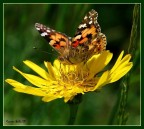 Vanessa Vanessa
