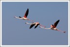 Camargue - Fenicotteri Camargue - Fenicotteri