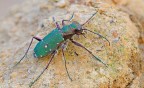 Cicindela Campestris Cicindela Campestris