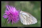 Aporia crataegi... il ritorno! Aporia crataegi... il ritorno!
