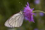 Aporia Crategi Aporia Crategi