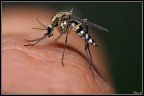 Zanzara tigre
