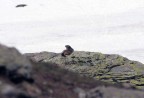 marmotta al sole marmotta al sole